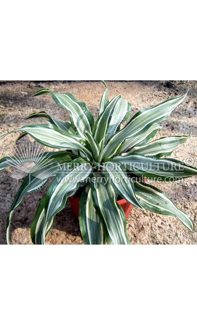 Dracaena White Jewel